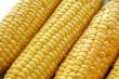 Ears of fresh corn