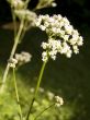 Valerian