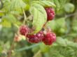 Raspberry Bush