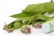 Comfrey_Cream