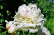 Flower of white peony