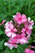 Phlox in the garden
