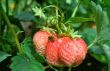 Strawberry`s proprietor