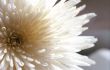 Flower of white chrysanthemum