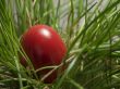 Red Egg
