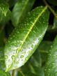 After Rain