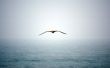 Lone Seagull