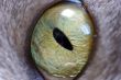 Eye of a cat