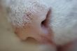 Nose of a cat with lint