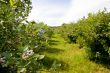 Blueberry Farm