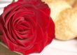 Macro shot of red rose with breakfast
