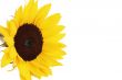 Bright yellow sunflower on white