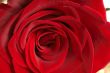 Dark red rose macro