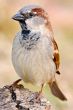 precious photo of a bird