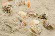 shells on sand