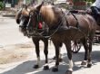 Horses with the carriage