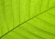 Leaf texture