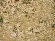 dry ground with small green plant background