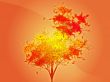 Autumn leafy tree