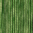 Bamboo plants