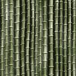 Bamboo plants