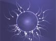 Human egg cell fertilization