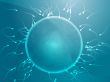 Egg fertilization illustration