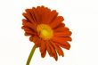 Orange Daisy