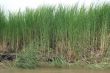 Grass