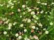 daisy background