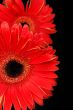 Red gerbera