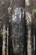 Tail