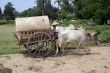 Cart with cows