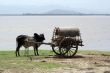Cart and cow