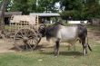 Cow and cart