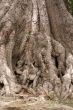 Big roots
