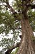 Big tree