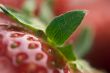 Close-up Strawberries