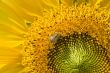 beautiful sunflower and bee