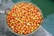 Basket with tomato