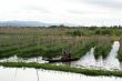 Floating garden on the lake