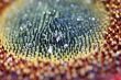 Close up of a sunflower