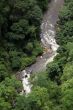 River and forest