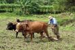 Man and plough