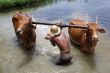 Man and cattle
