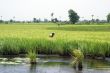 Woman on the rice field