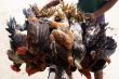 Birds on the market