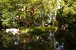 Trees on the pond