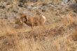 Big Horn Sheep