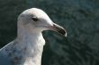 Head of Sea Gull